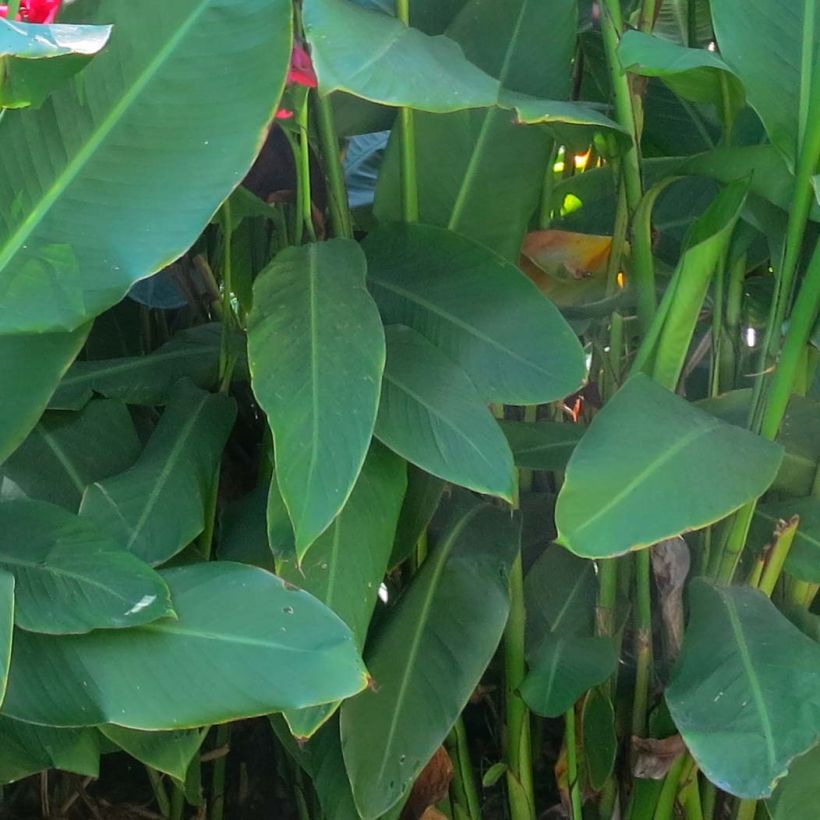 Blumenrohr Marabout - Canna (Laub)