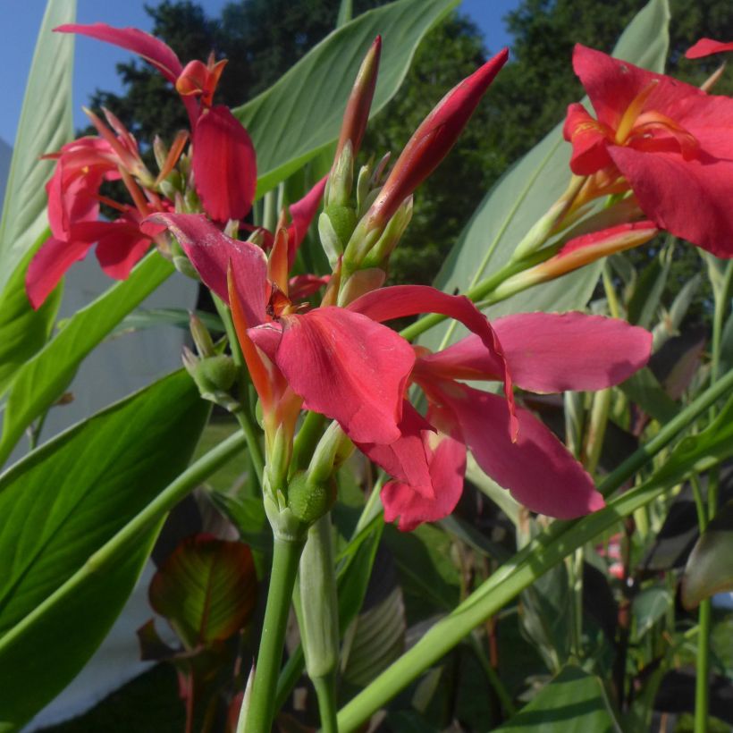 Blumenrohr Perkeo - Canna (Blüte)