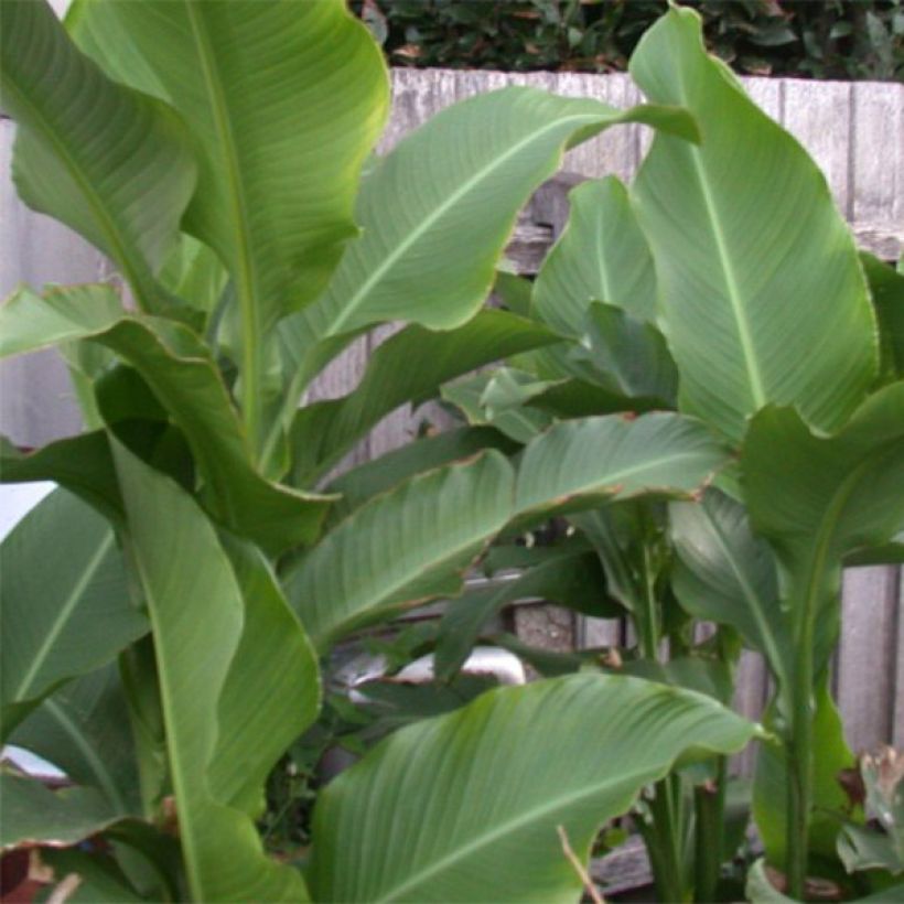 Blumenrohr Petit Poucet - Canna (Laub)