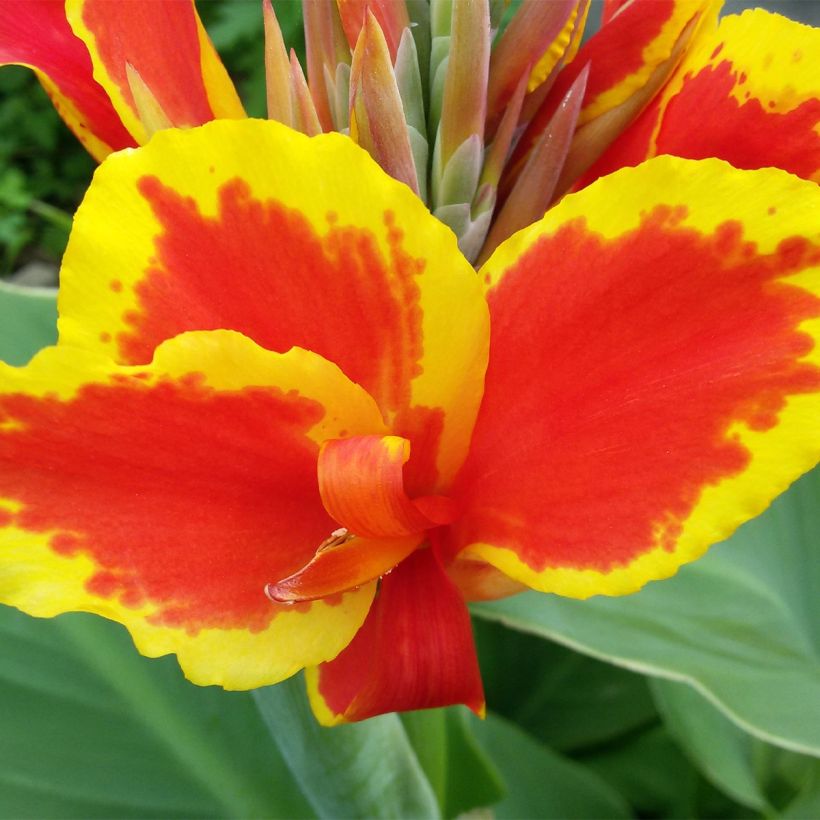 Blumenrohr Queen Charlotte - Canna (Blüte)