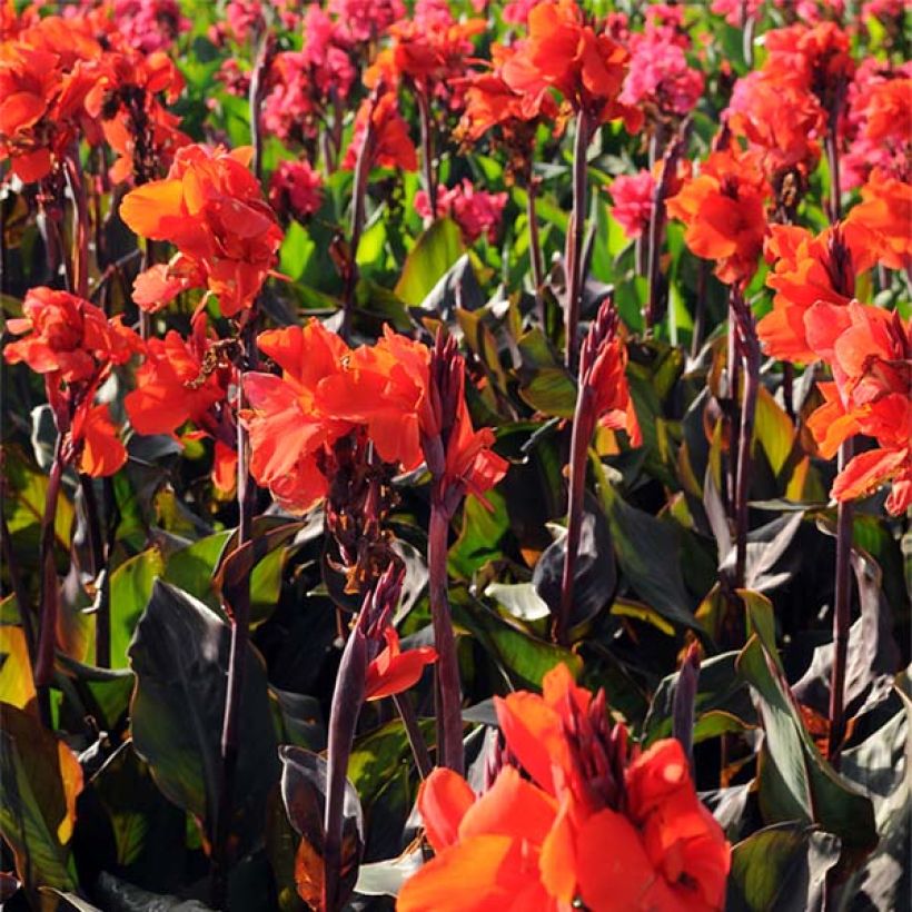 Blumenrohr Red King Humbert - Canna (Blüte)