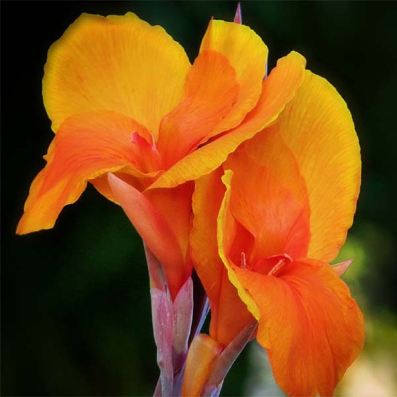 Blumenrohr Semaphore - Canna (Blüte)