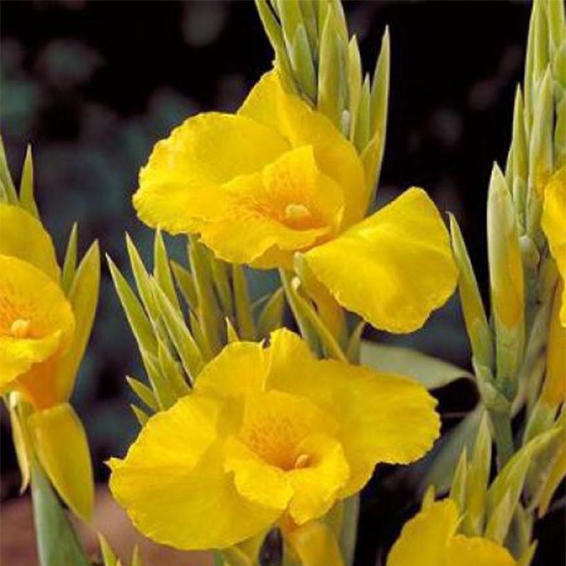 Blumenrohr Soleil d'Or - Canna (Blüte)