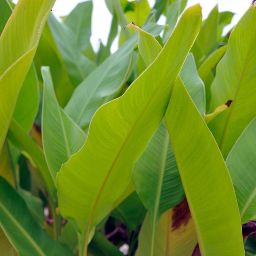 Blumenrohr Strasbourg - Canna (Laub)