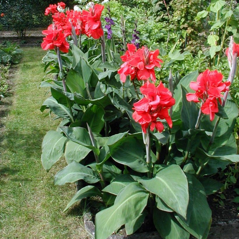 Blumenrohr Strasbourg - Canna (Hafen)