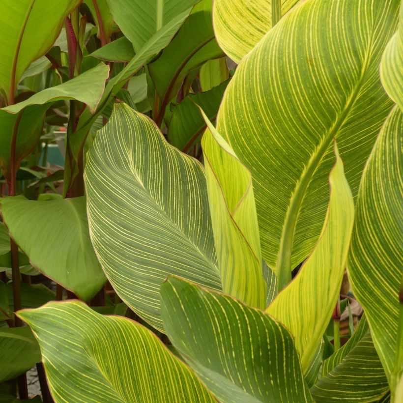 Blumenrohr Striata - Canna (Laub)