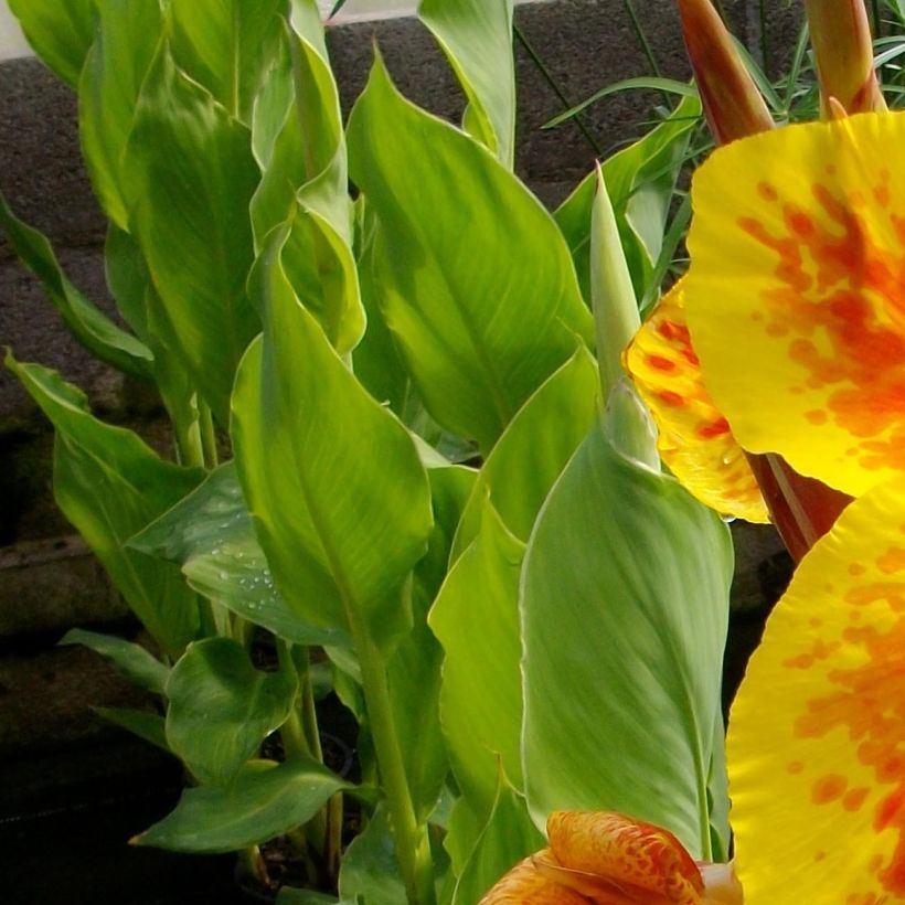 Blumenrohr Taroudant - Canna (Laub)