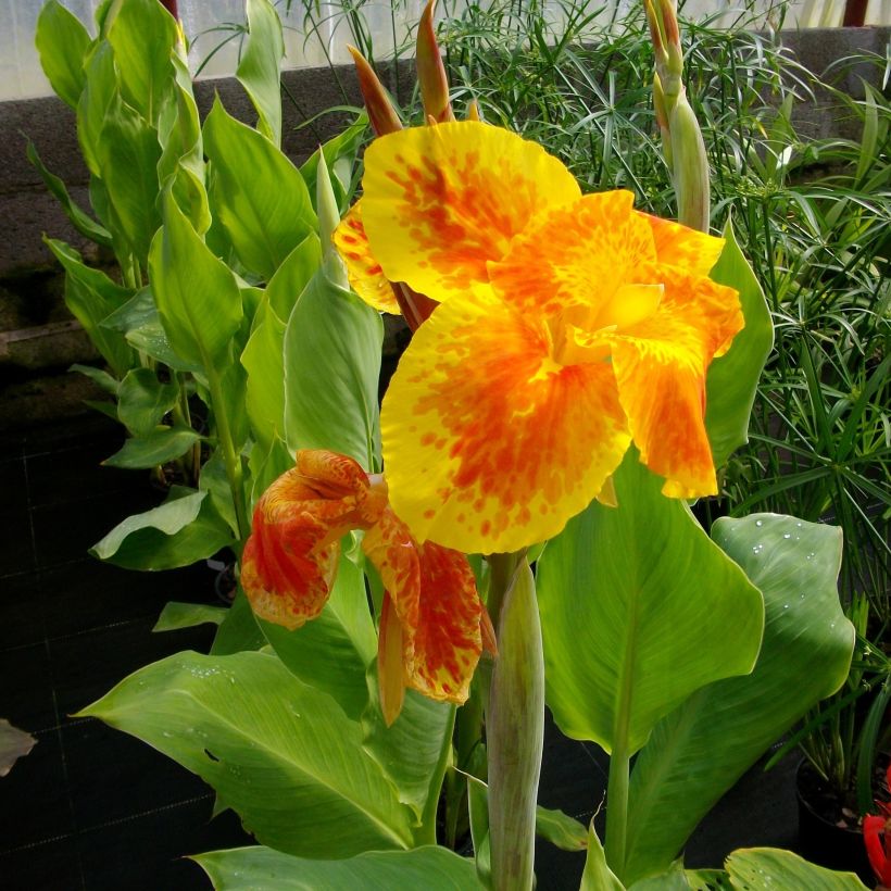 Blumenrohr Taroudant - Canna (Blüte)