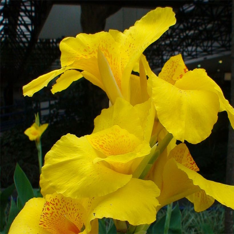 Blumenrohr Yellow Humbert - Canna (Blüte)