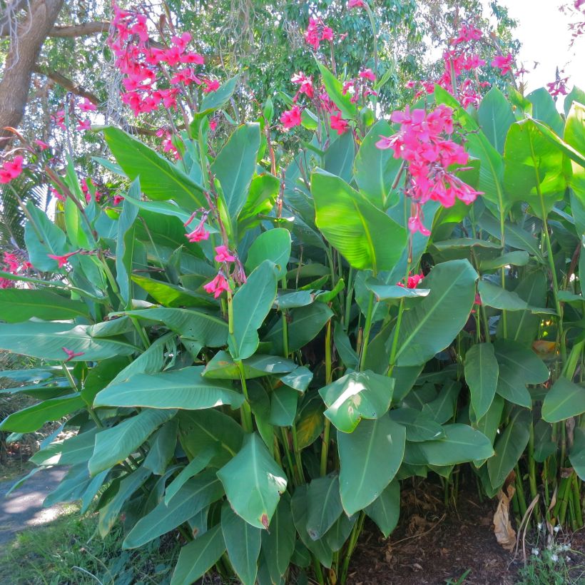 Blumenrohr - Canna iridiflora (Hafen)