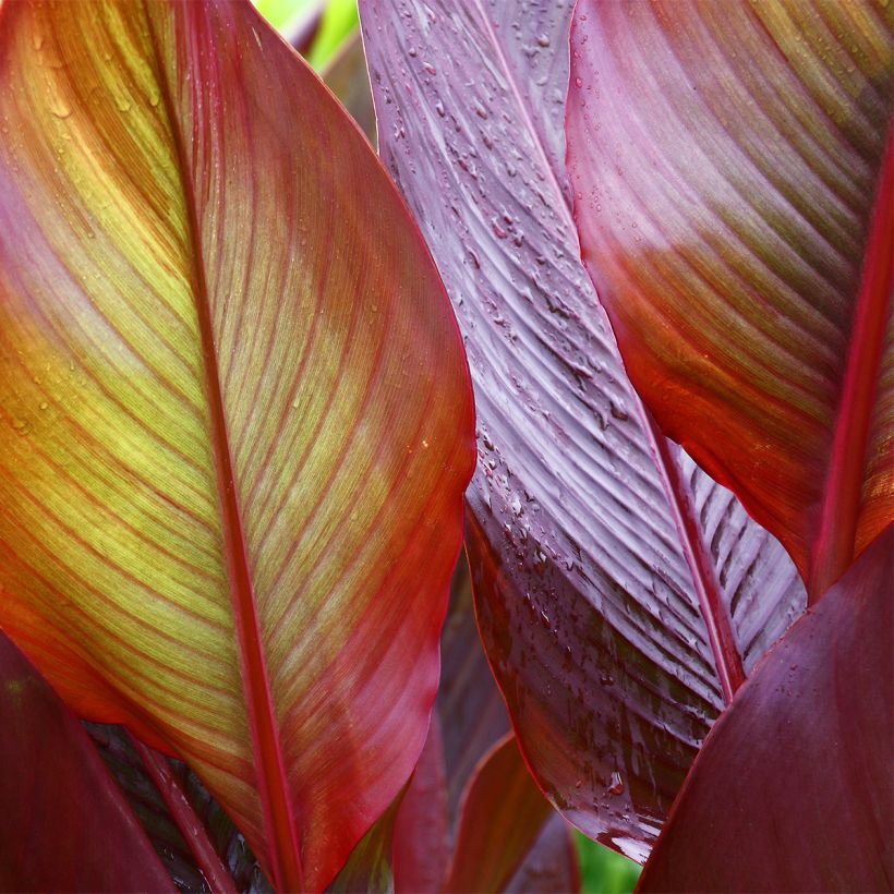 Blumenrohr Red Wine - Canna (Laub)