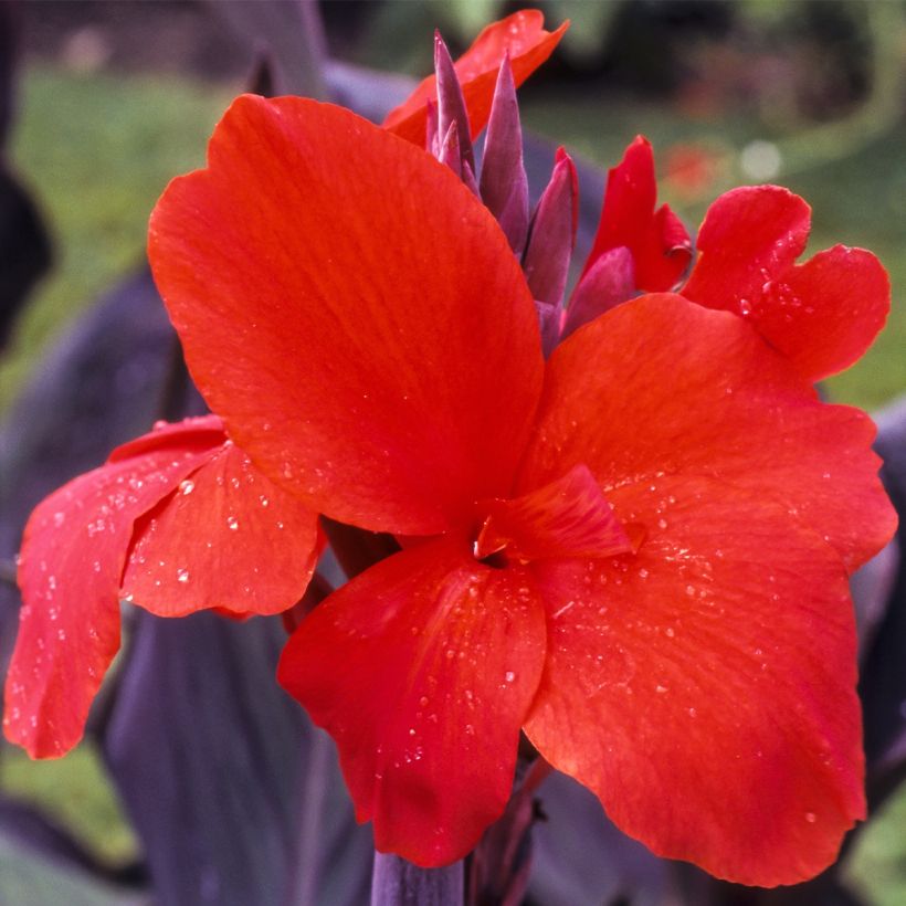 Blumenrohr Red Wine - Canna (Blüte)