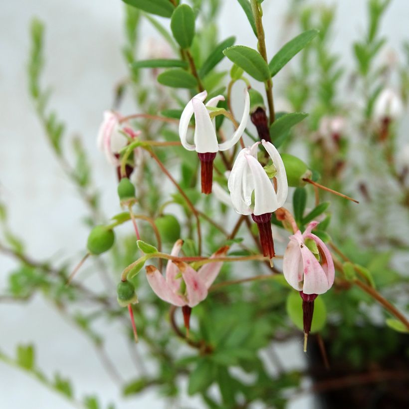 Cranberry Pilgrim - Vaccinium macrocarpon (Blüte)