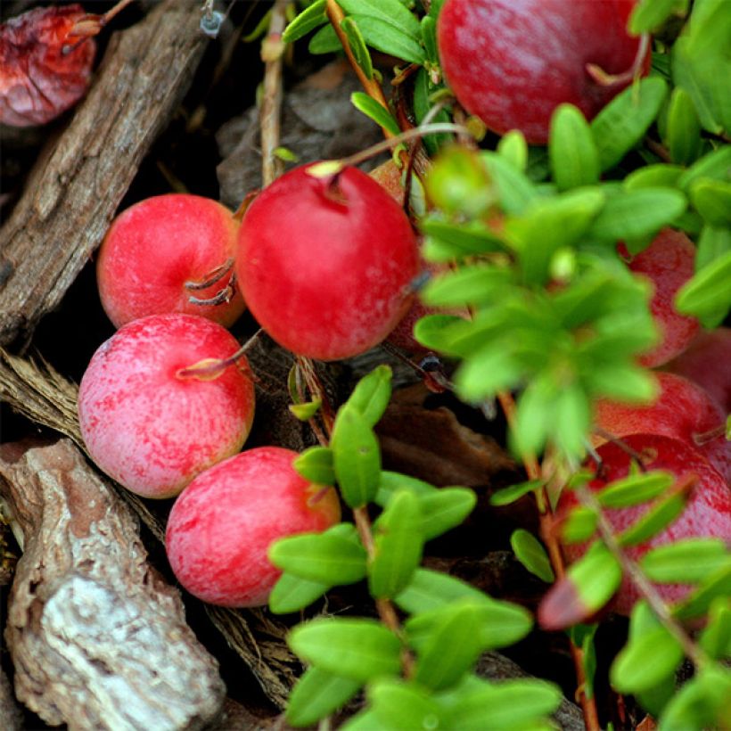 Cranberry Early Black - Vaccinium macrocarpon (Ernte)