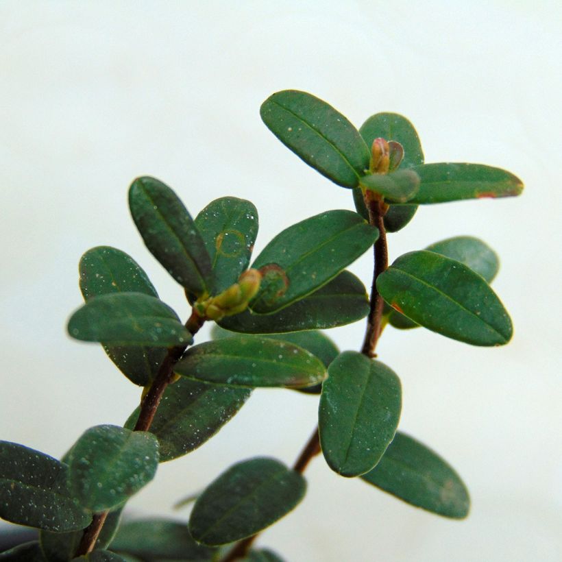 Cranberry Early Black - Vaccinium macrocarpon (Laub)