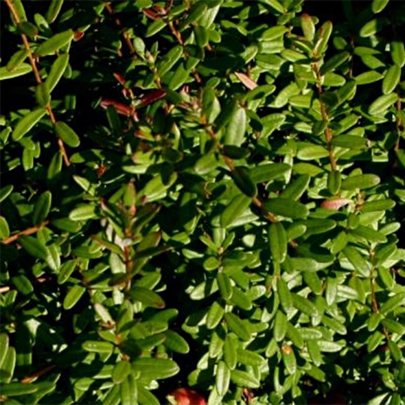 Cranberry Pilgrim - Vaccinium macrocarpon (Laub)