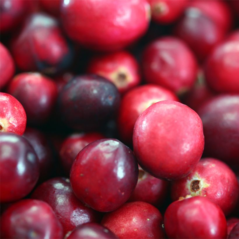 Cranberry Pilgrim - Vaccinium macrocarpon (Ernte)