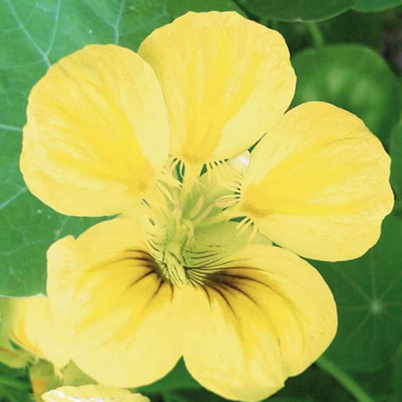 Tropaeolum ciliatum - Gefranstes Kapuzinerkresse (Blüte)