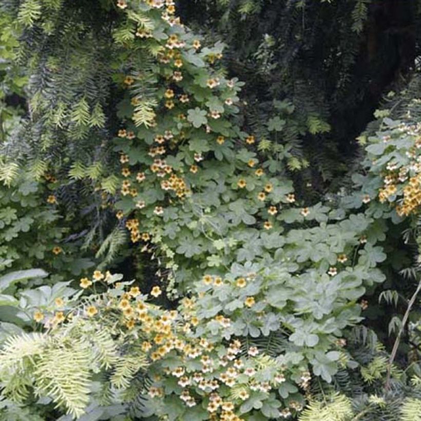 Tropaeolum ciliatum - Gefranstes Kapuzinerkresse (Hafen)