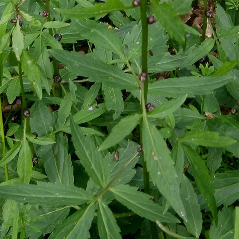 Cardamine bulbifera - Zwiebeltragende Zahnwurz (Laub)