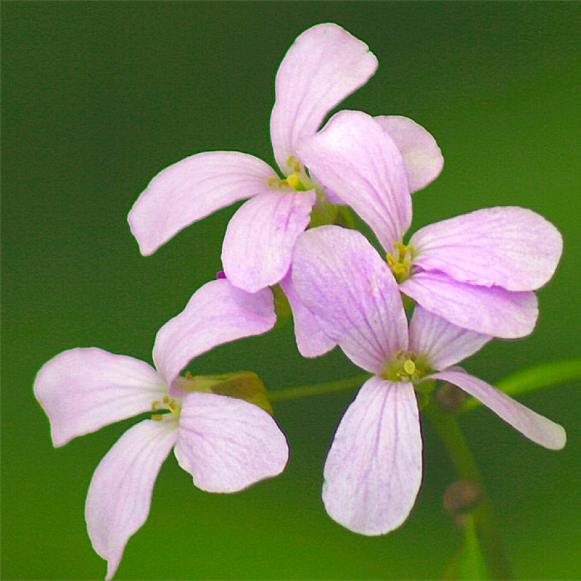 Cardamine bulbifera - Zwiebeltragende Zahnwurz (Blüte)