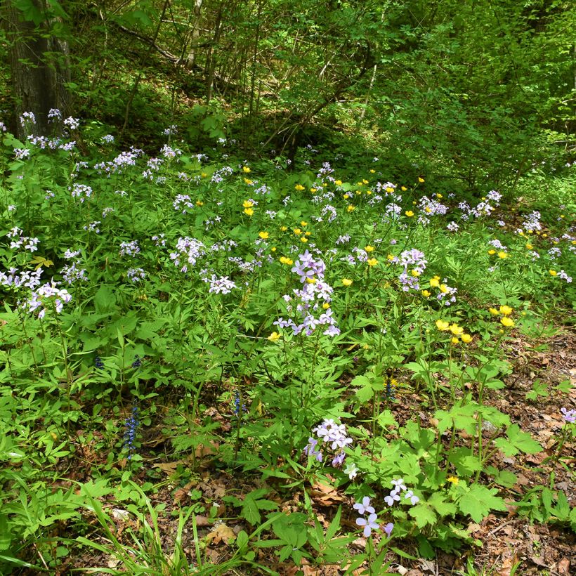 Cardamine bulbifera - Zwiebeltragende Zahnwurz (Hafen)