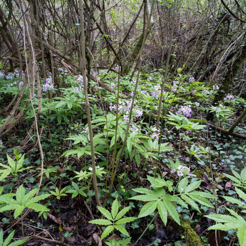 Cardamine pentaphylla - Finger-Schaumkraut (Hafen)