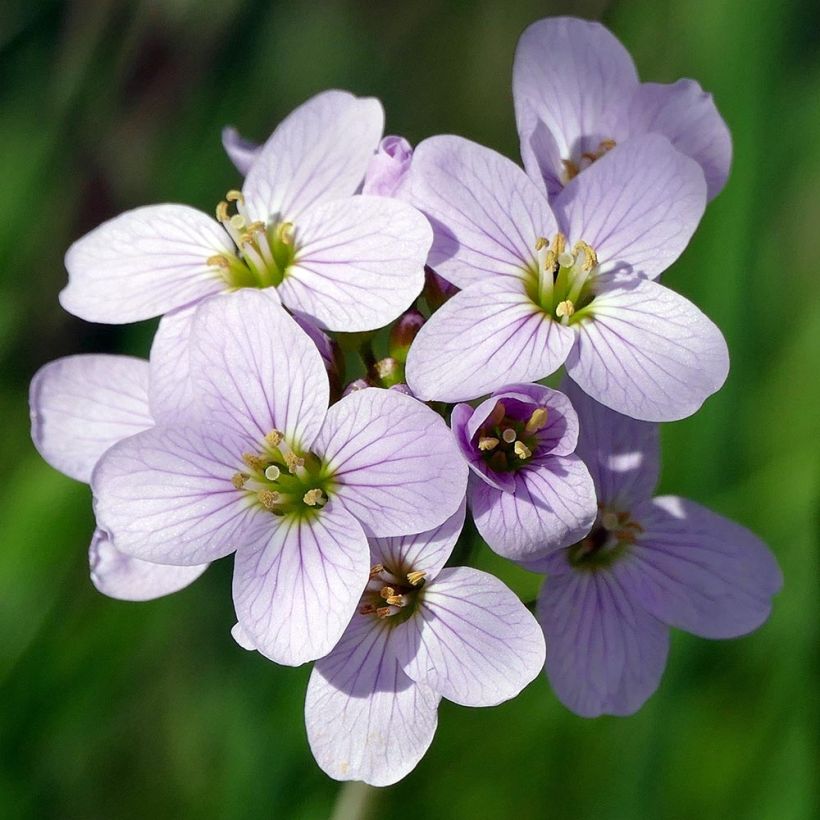 Cardamine pratensis - Wiesen-Schaumkraut (Blüte)