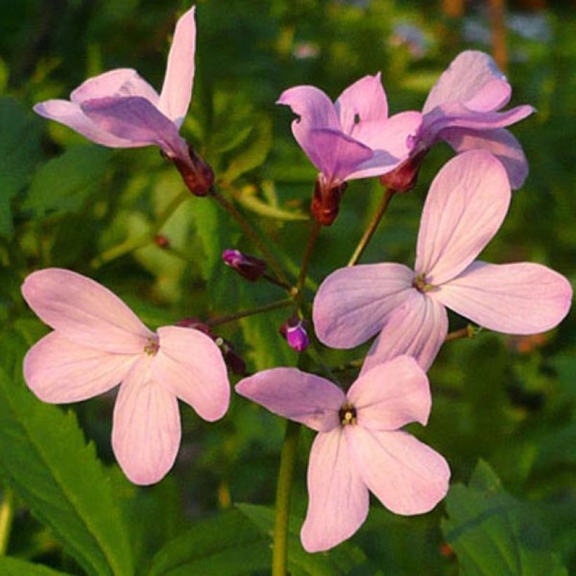 Cardamine quinquefolia - Schaumkraut (Blüte)