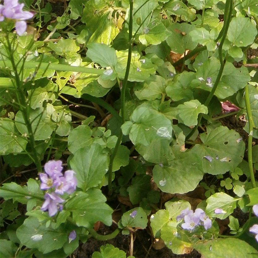 Cardamine raphanifolia - Rettich-Schaumkraut (Laub)