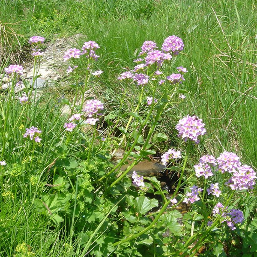 Cardamine raphanifolia - Rettich-Schaumkraut (Blüte)