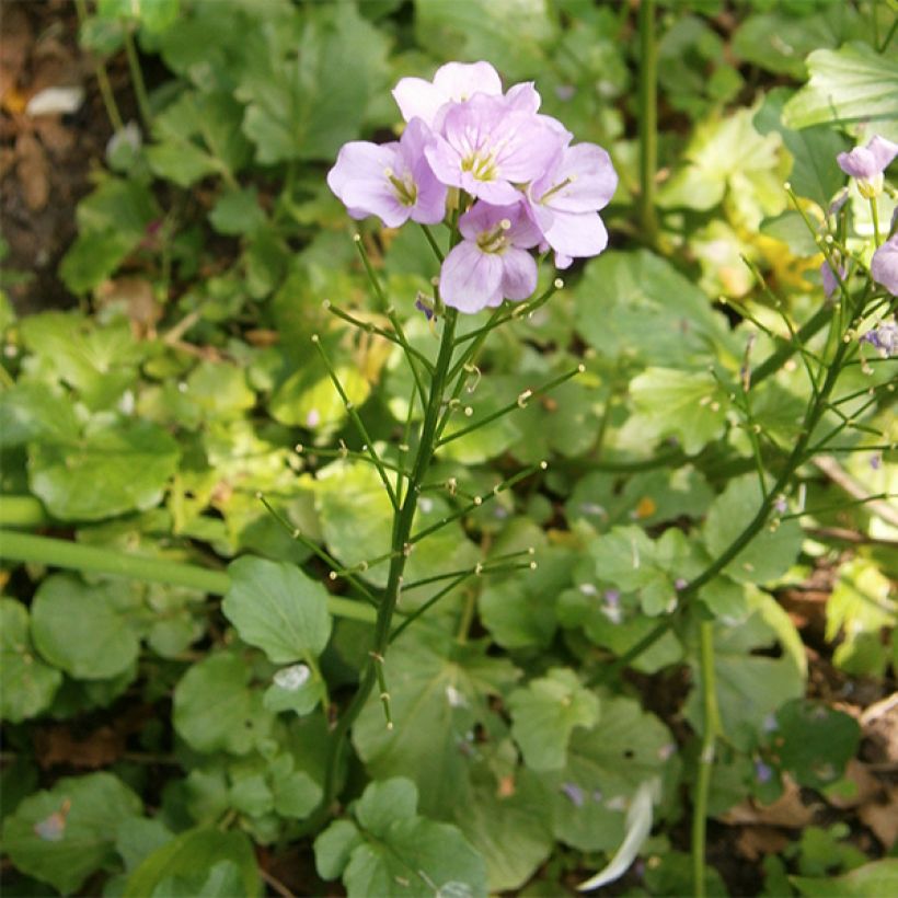 Cardamine raphanifolia - Rettich-Schaumkraut (Hafen)