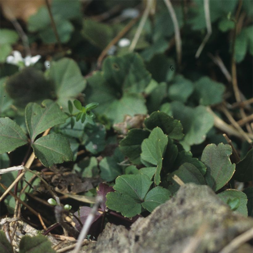 Cardamine trifolia - Dreiblättriges Schaumkraut (Laub)