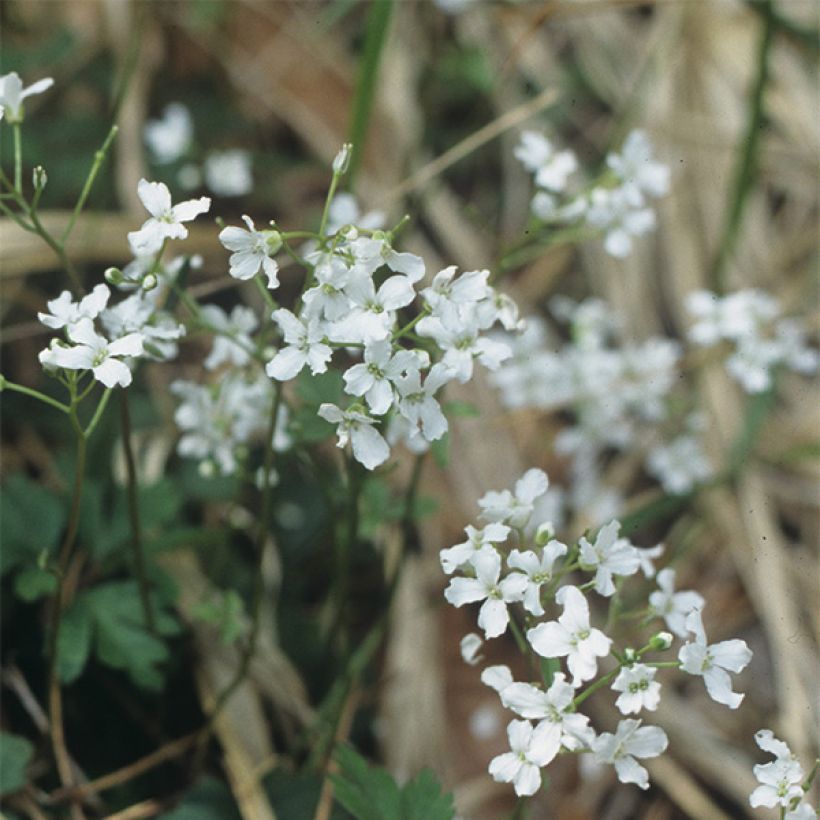 Cardamine trifolia - Dreiblättriges Schaumkraut (Blüte)