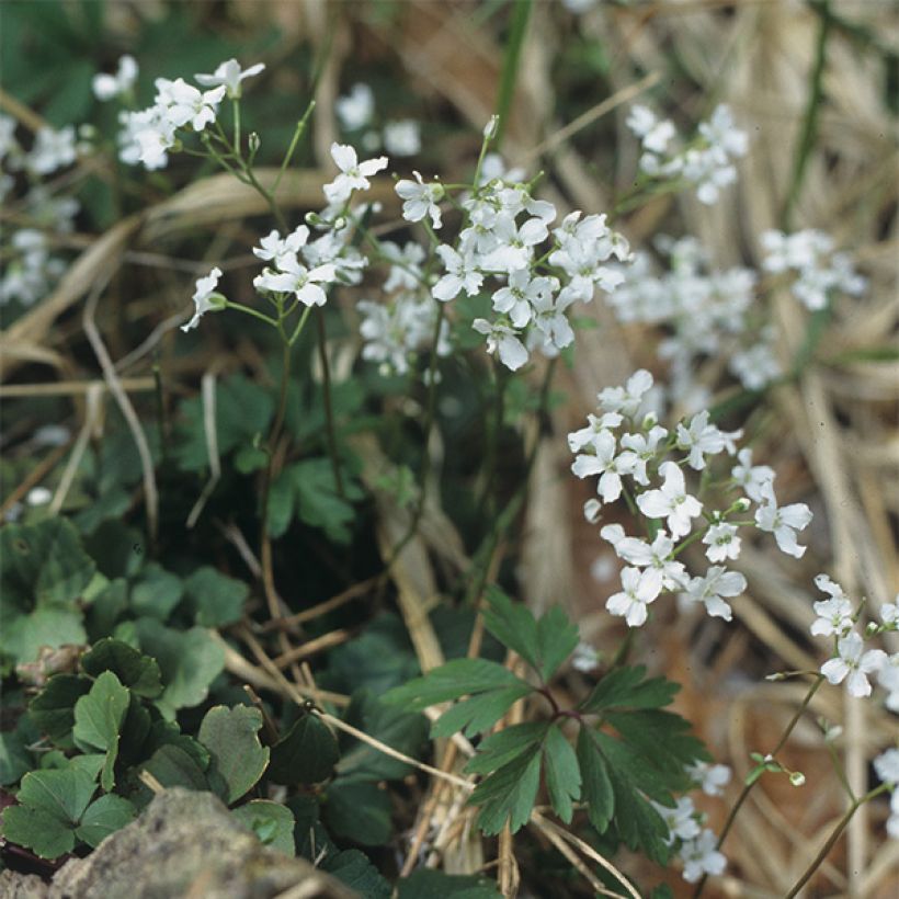 Cardamine trifolia - Dreiblättriges Schaumkraut (Hafen)