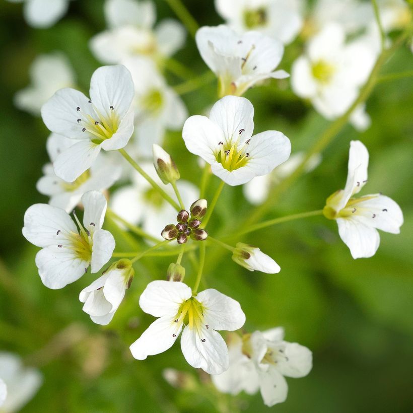 Cardamine yezoensis - Schaumkraut (Blüte)