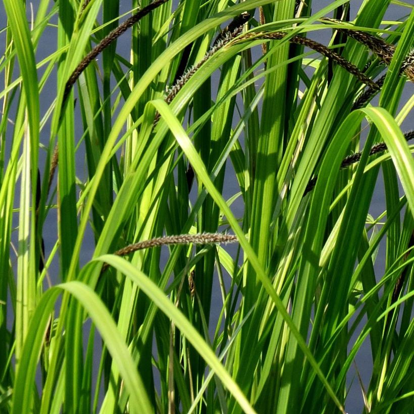 Carex acutiformis - Sumpf-Segge (Laub)