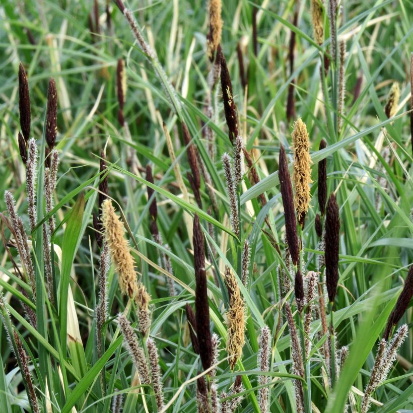 Carex acutiformis - Sumpf-Segge (Blüte)