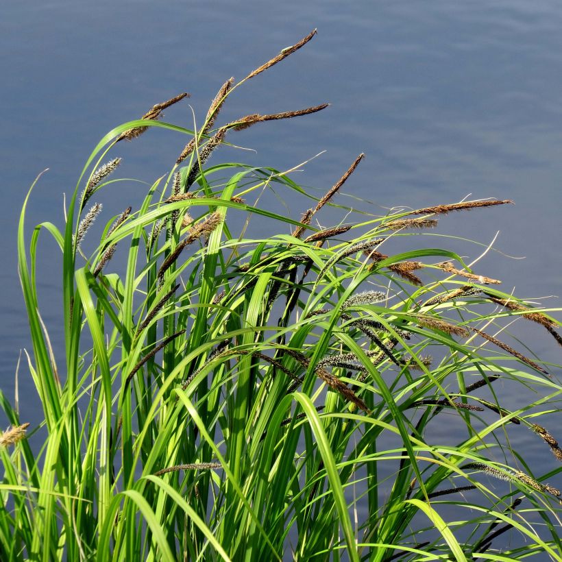 Carex acutiformis - Sumpf-Segge (Hafen)