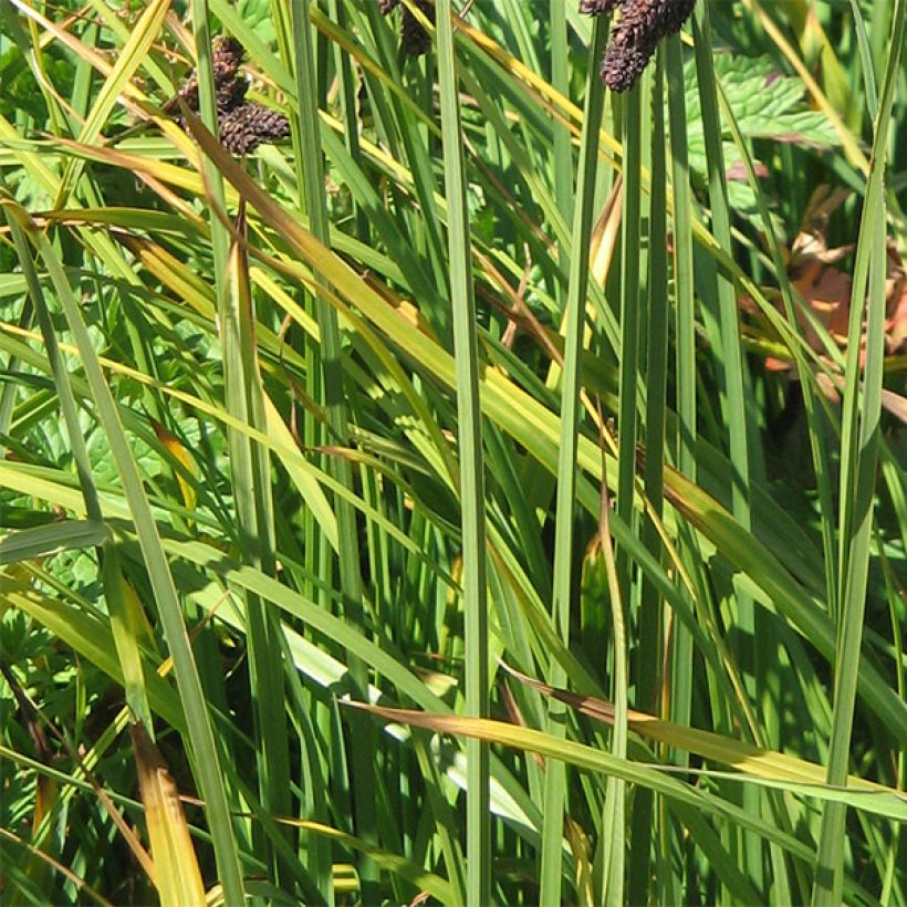 Carex atrata - Schwarze Segge (Laub)