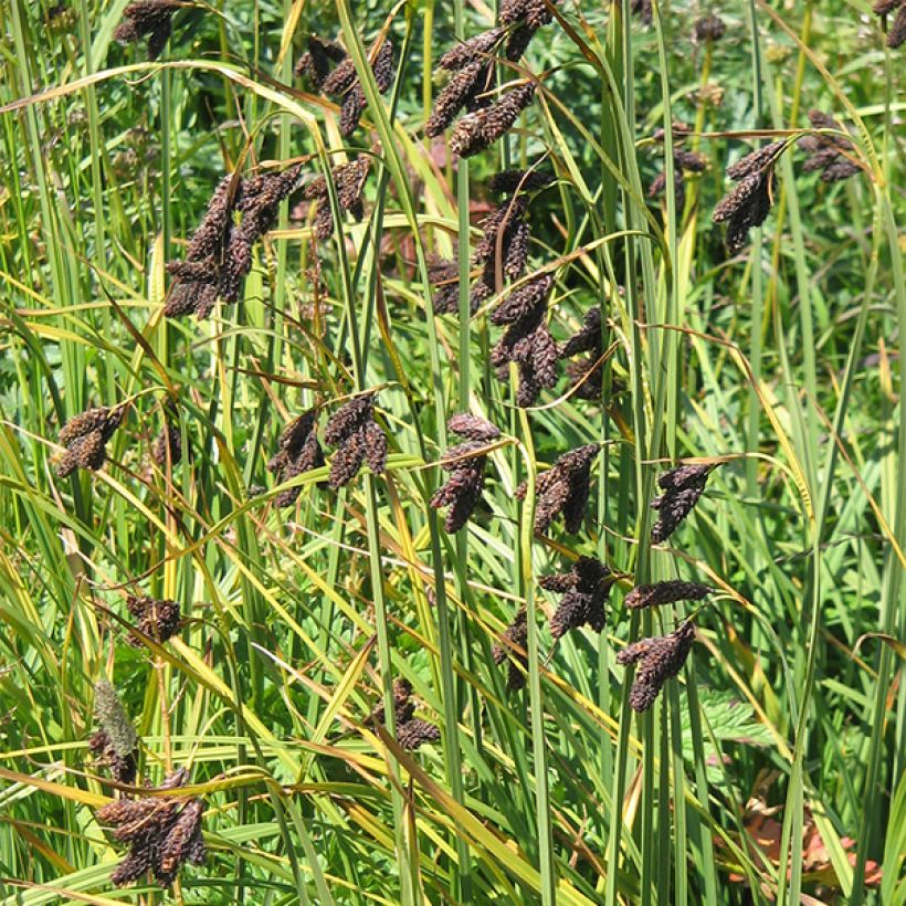 Carex atrata - Schwarze Segge (Blüte)