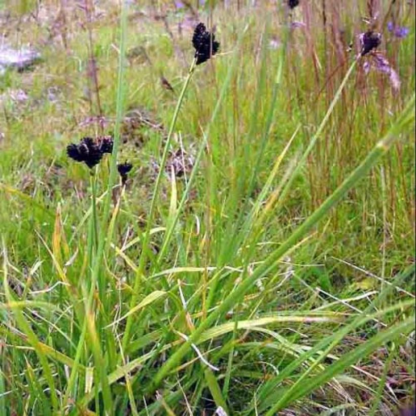 Carex atrata - Schwarze Segge (Hafen)