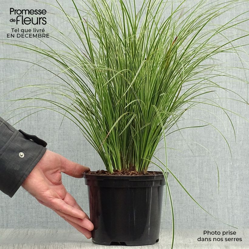 Exemplar von Carex brunnea Variegata - Laîche - Pot de 2L/3L wie im Winter geliefert