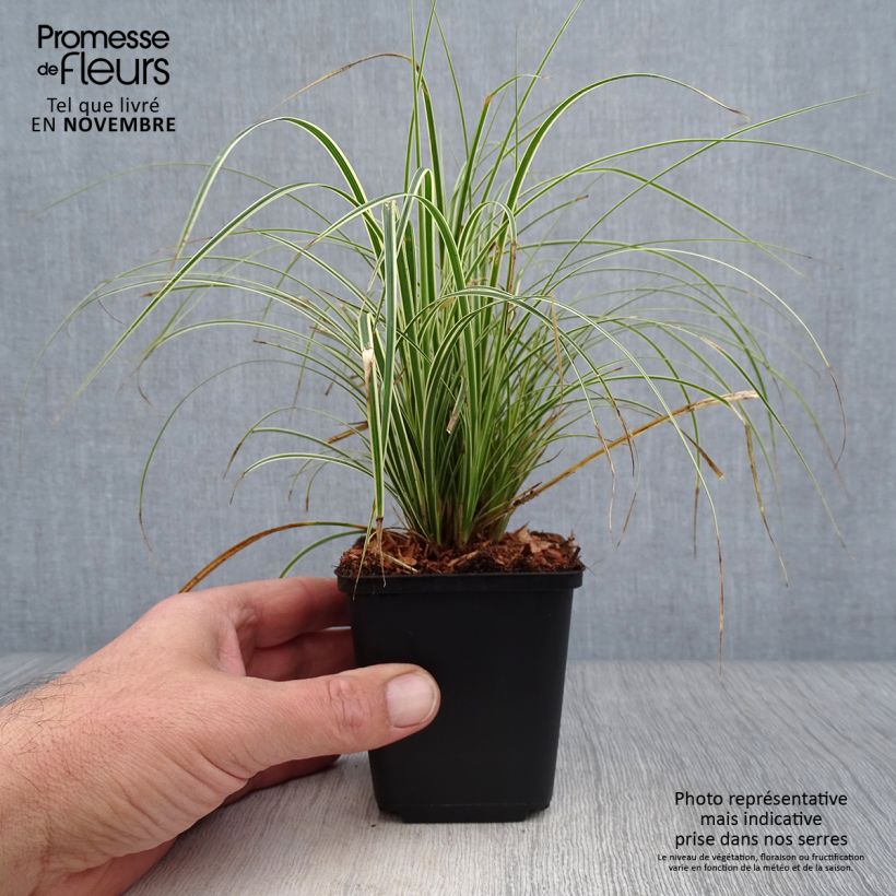 Exemplar von Carex brunnea Variegata - Laîche - godet de 8/9cm wie im Herbst geliefert