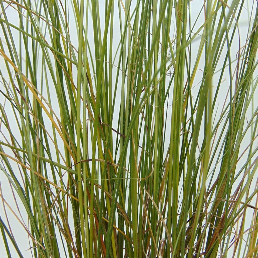 Carex buchananii Viridis - Fuchsrote Neuseeland-Segge (Laub)