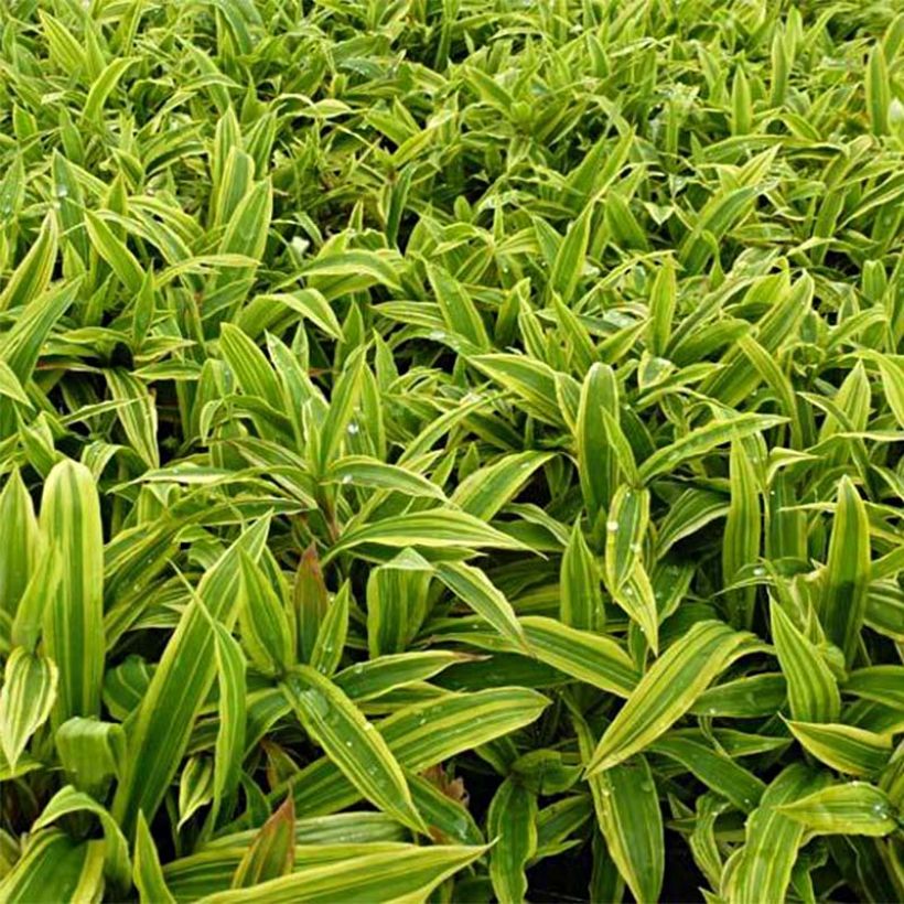 Carex ciliatomarginata Shima Nishiki - Segge (Laub)