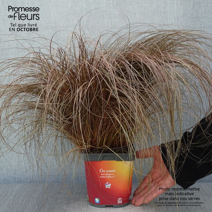 Exemplar von Carex comans Bronze Form en pot de 2L/3L wie im Herbst geliefert