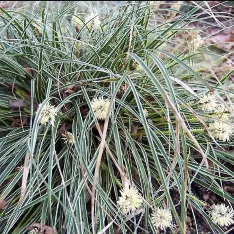 Carex conica Snowline - Weißgerandete Segge (Hafen)