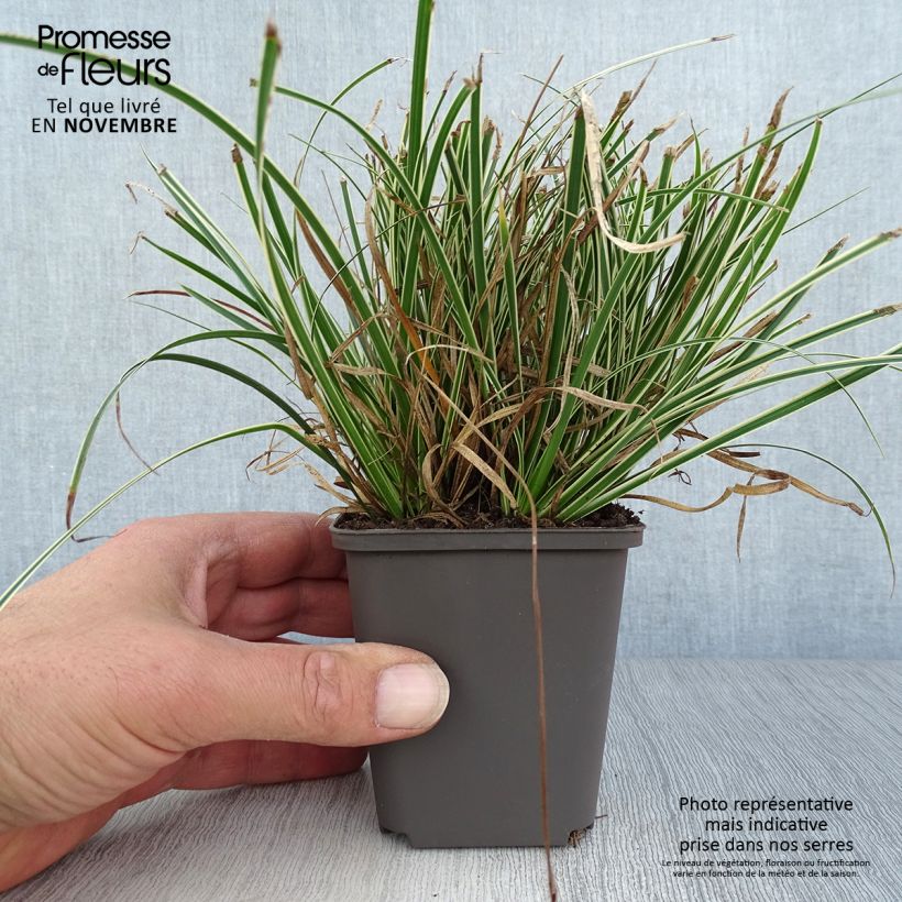 Exemplar von Carex conica Snowline - Weißgerandete Segge wie im Herbst geliefert