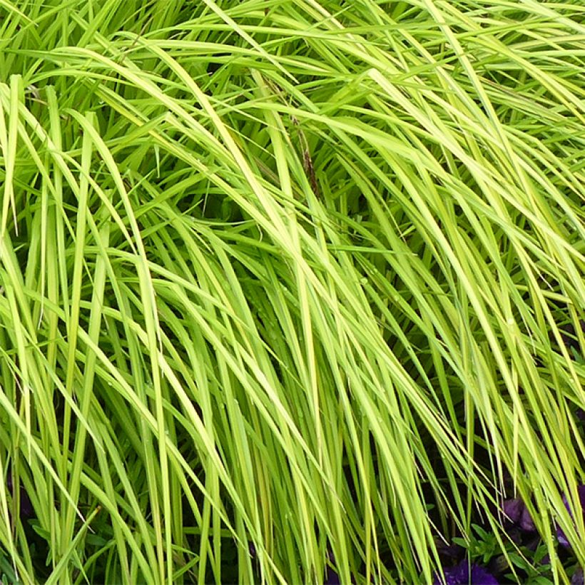 Carex elata Aurea - Steife Segge (Laub)